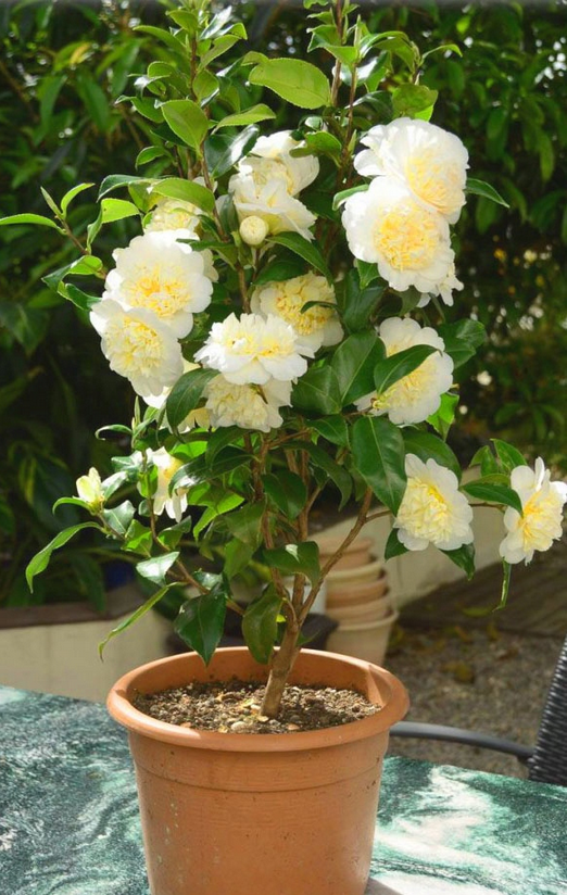 KAMELIA CAMELLIA biało żółta sadzonki 50 80 cm